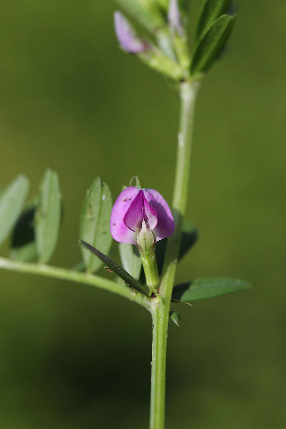 Common Vetch (Vicia sativa) INTRODUCED/NONNATIVE:<br />
In a backyard habitat.<br />
 Common vetch,Geotagged,Spring,United States,Vicia sativa