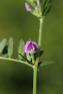 Common Vetch (Vicia sativa) INTRODUCED/NONNATIVE:
In a backyard habitat.
 Common vetch,Geotagged,Spring,United States,Vicia sativa