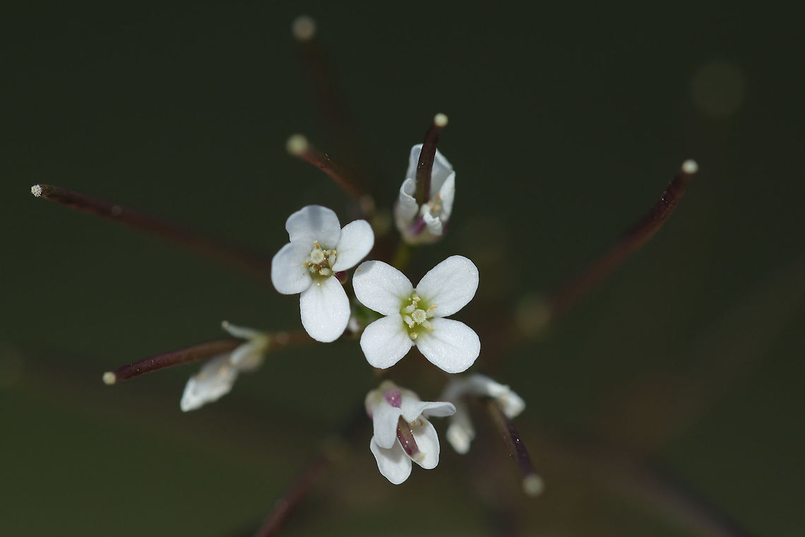 Hairy Bittercress (Cardamine hirsuta) INTRODUCED/NONNATIVE:<br />
In a backyard habitat.<br />
 Cardamine hirsuta,Geotagged,Hairy bittercress,Spring,United States