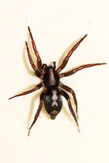 Eastern Parson Spider (Herpyllus ecclesiasticus) This cutie was hunting in my kitchen. I let it get back to work after I took a couple of photos. Eastern Parson Spider,Geotagged,Herpyllus ecclesiasticus,Spring,United States