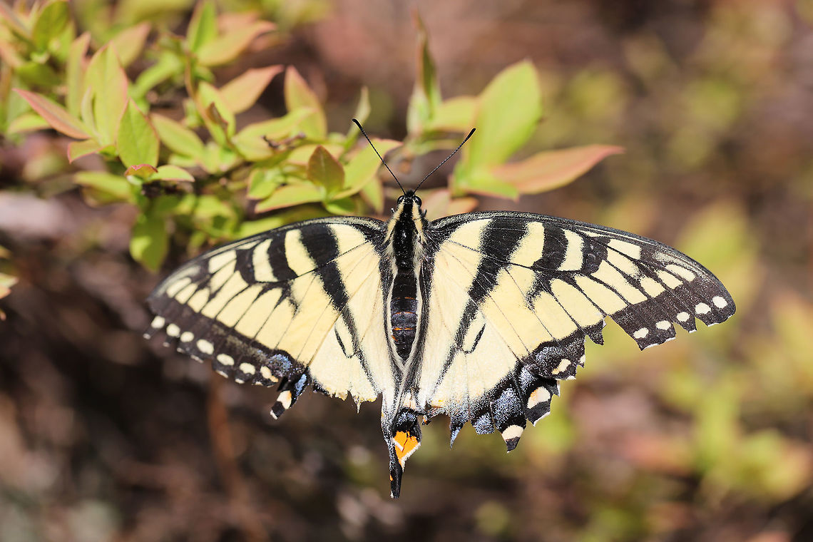 Eastern Tiger Swallowtail (Papilio glaucus) Resting on Vaccinium pallidum at the edge of a woodland.<br />
 Eastern Tiger Swallowtail,Geotagged,Papilio glaucus,Spring,United States