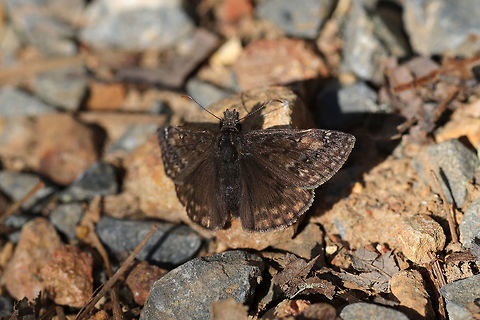 Juvenal's Duskywing (Erynnis juvenalis) On a dirt path at the edge of a dense mixed forest.
 Erynnis juvenalis,Geotagged,Juvenals duskywing,Spring,United States