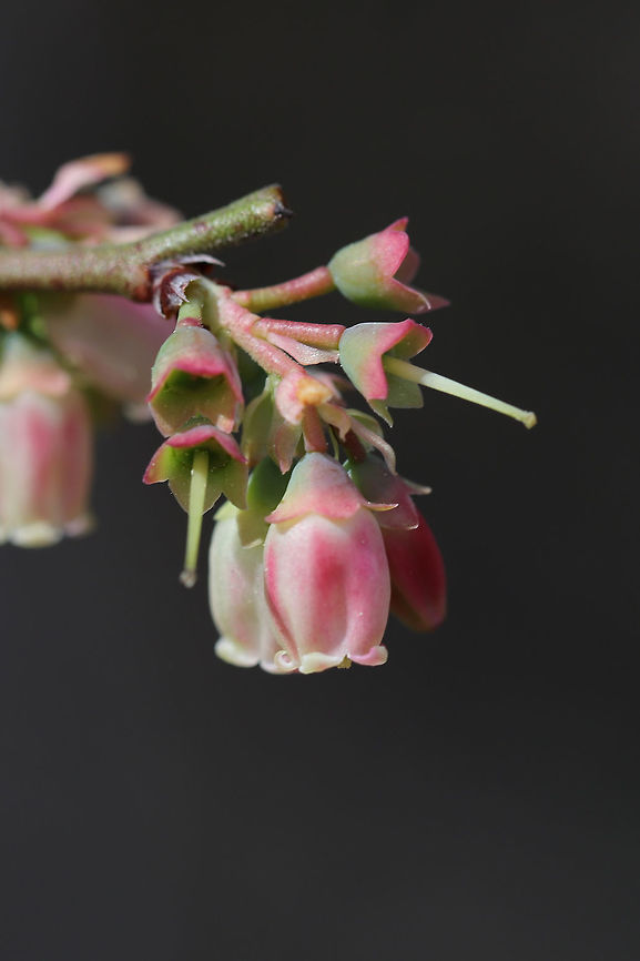 Blue Ridge Blueberry (Vaccinium pallidum) Growing at a woodland edge.<br />
<figure class="photo"><a href="https://www.jungledragon.com/image/77242/blue_ridge_blueberry_vaccinium_pallidum.html" title="Blue Ridge Blueberry (Vaccinium pallidum)"><img src="https://s3.amazonaws.com/media.jungledragon.com/images/3231/77242_thumb.jpg?AWSAccessKeyId=05GMT0V3GWVNE7GGM1R2&Expires=1769040010&Signature=Nm7Es0eaejXKhq9YqyIvJdTZLto%3D" width="200" height="134" alt="Blue Ridge Blueberry (Vaccinium pallidum) Growing at a woodland edge.<br />
https://www.jungledragon.com/image/77241/blue_ridge_blueberry_vaccinium_pallidum.html Geotagged,Hillside blueberry,Spring,United States,Vaccinium pallidum" /></a></figure> Geotagged,Hillside blueberry,Spring,United States,Vaccinium pallidum