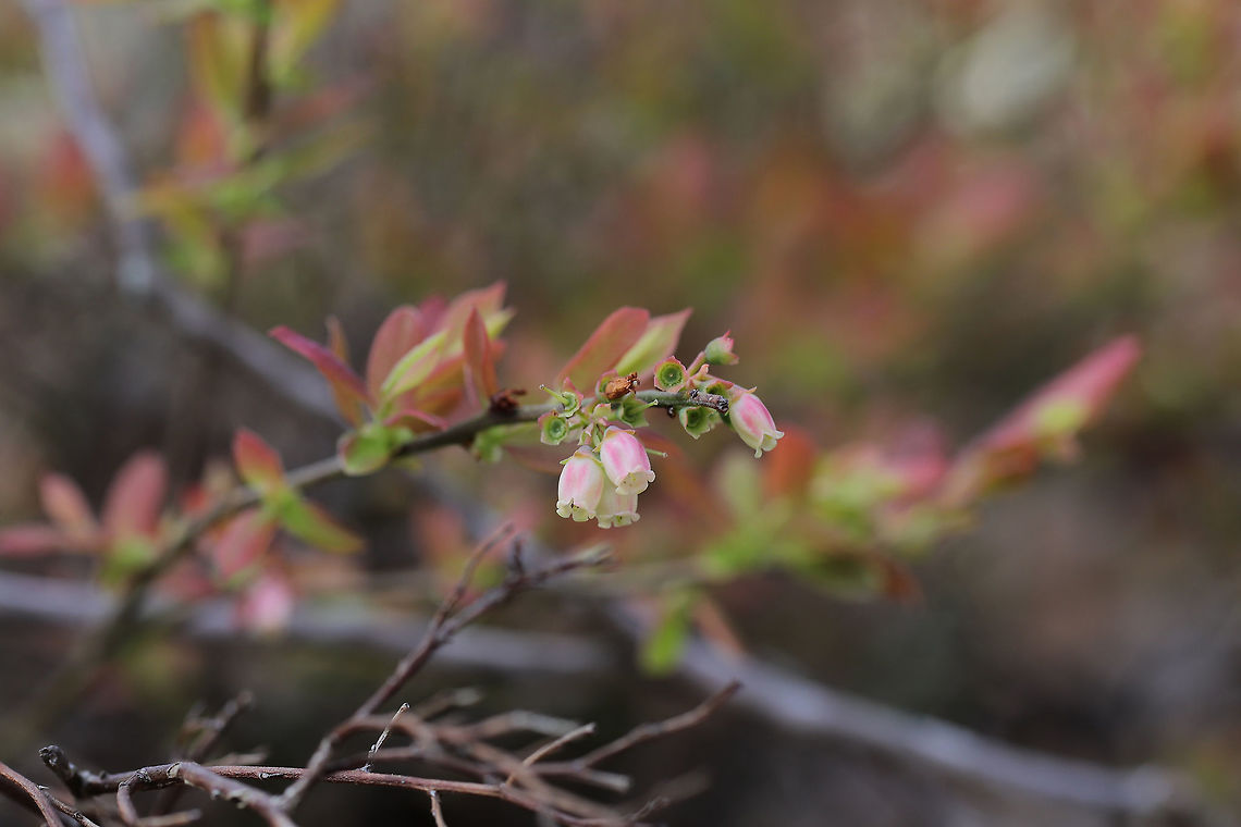 Blue Ridge Blueberry (Vaccinium pallidum) Growing at a woodland edge.<br />
<figure class="photo"><a href="https://www.jungledragon.com/image/77241/blue_ridge_blueberry_vaccinium_pallidum.html" title="Blue Ridge Blueberry (Vaccinium pallidum)"><img src="https://s3.amazonaws.com/media.jungledragon.com/images/3231/77241_thumb.jpg?AWSAccessKeyId=05GMT0V3GWVNE7GGM1R2&Expires=1769040010&Signature=x8qGTC48jRM1vykSryrQnPLepAg%3D" width="102" height="152" alt="Blue Ridge Blueberry (Vaccinium pallidum) Growing at a woodland edge.<br />
https://www.jungledragon.com/image/77242/blue_ridge_blueberry_vaccinium_pallidum.html Geotagged,Hillside blueberry,Spring,United States,Vaccinium pallidum" /></a></figure> Geotagged,Hillside blueberry,Spring,United States,Vaccinium pallidum