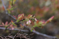 Blue Ridge Blueberry (Vaccinium pallidum) Growing at a woodland edge.<br />
https://www.jungledragon.com/image/77241/blue_ridge_blueberry_vaccinium_pallidum.html Geotagged,Hillside blueberry,Spring,United States,Vaccinium pallidum