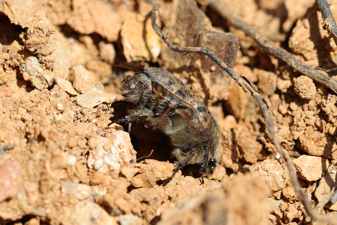 Bumble Flower Beetle (Euphoria inda) I totally thought this was a bee until I took a closer look! This beetle didn&#039;t want much to do with me though--and burrowed into the dirt after just a couple of shots! Euphoria inda,Geotagged,Spring,United States