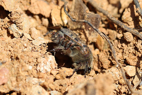 Bumble Flower Beetle (Euphoria inda) I totally thought this was a bee until I took a closer look! This beetle didn't want much to do with me though--and burrowed into the dirt after just a couple of shots! Euphoria inda,Geotagged,Spring,United States