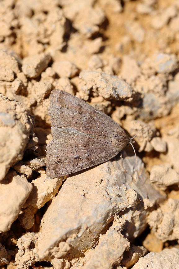 Common Oak Moth (Phoberia atomeris) On a disturbed trail at a forest edge. There were dozens of these flitting around on the sunny trail! Geotagged,Phoberia atomaris,Phoberia atomeris,Spring,United States