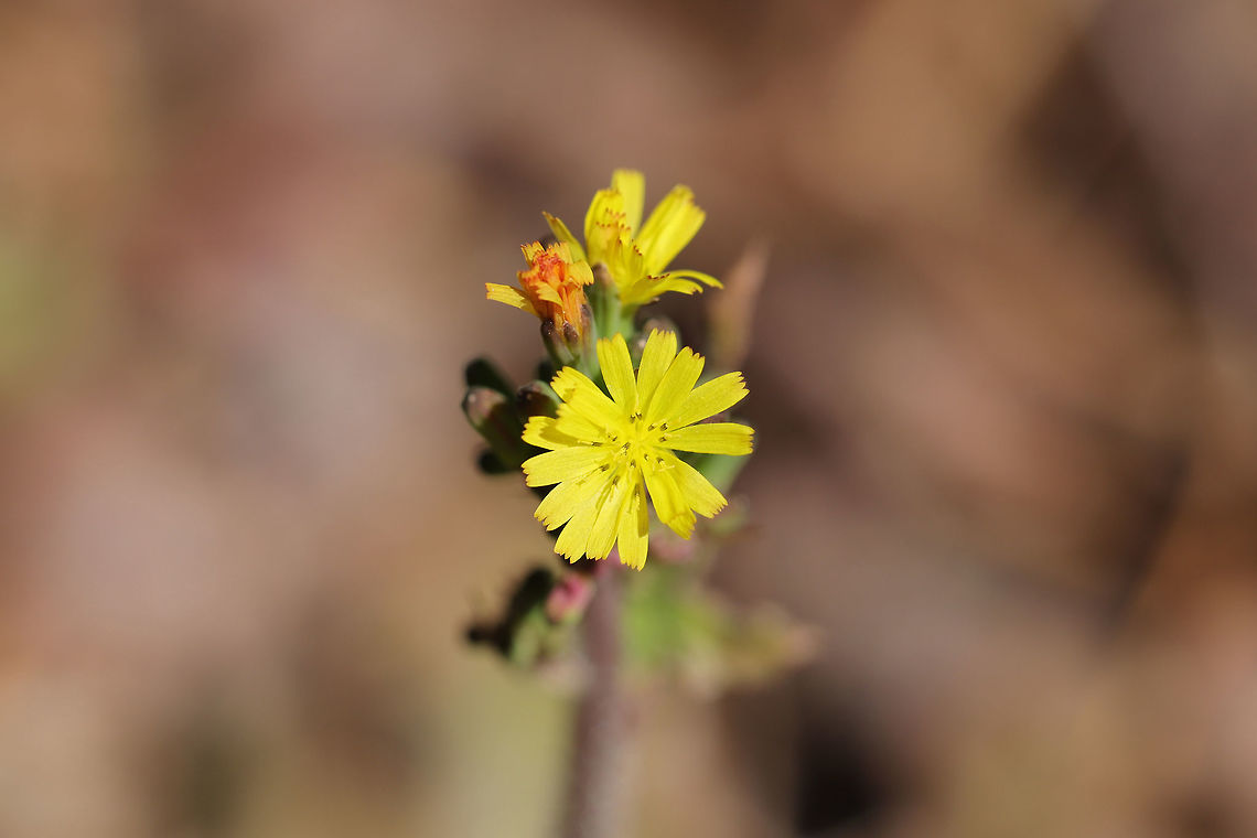 Oriental False Hawksbeard (Youngia japonica) INTRODUCED/NONNATIVE:<br />
At a disturbed forest edge (along a trail) Geotagged,Spring,United States,Youngia japonica