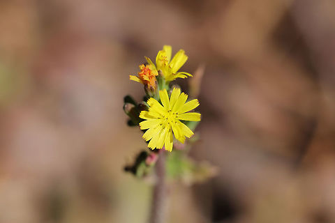 Oriental False Hawksbeard (Youngia japonica) INTRODUCED/NONNATIVE:
At a disturbed forest edge (along a trail) Geotagged,Spring,United States,Youngia japonica