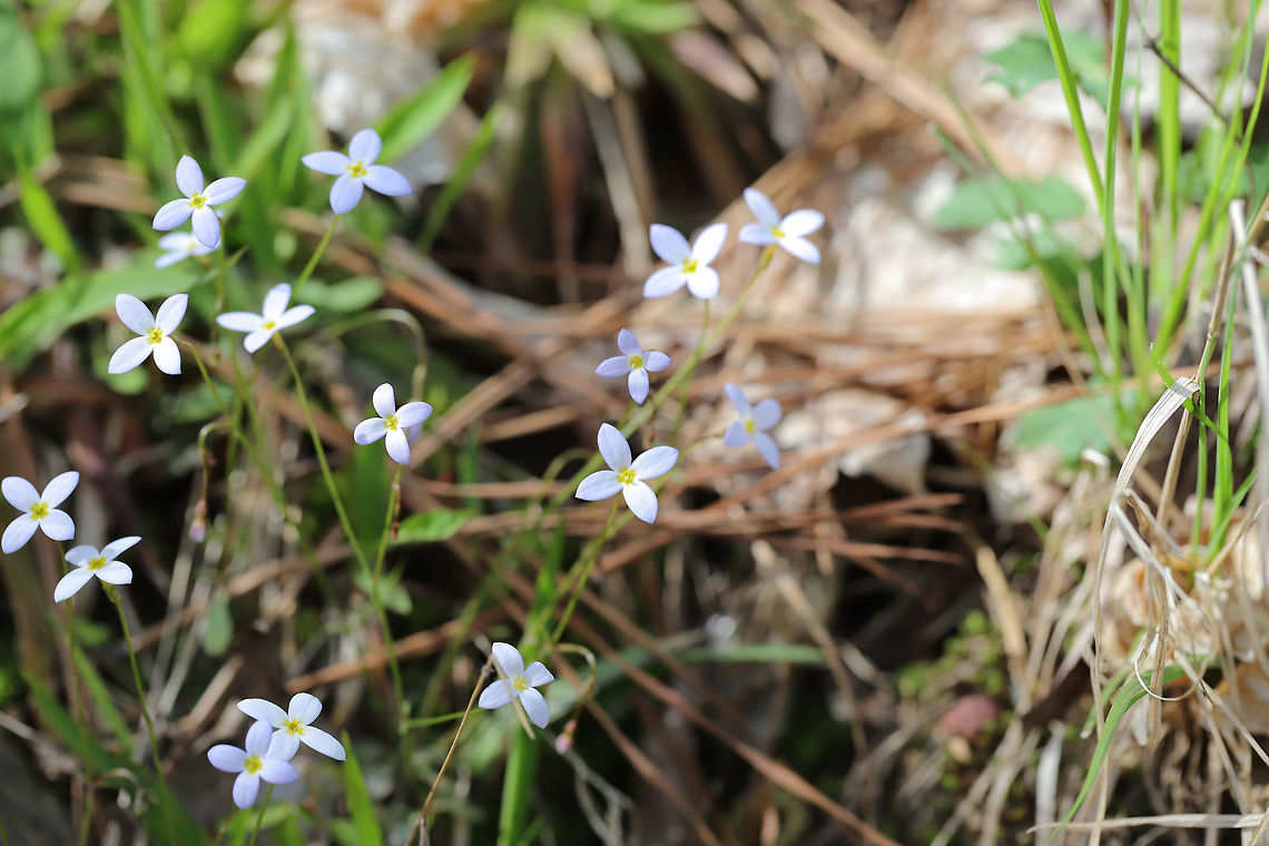 Azure Bluets (Houstonia caerulea) Growing at a woodland edge. Geotagged,Houstonia caerulea,Quaker ladiesAzure Bluet,Spring,United States
