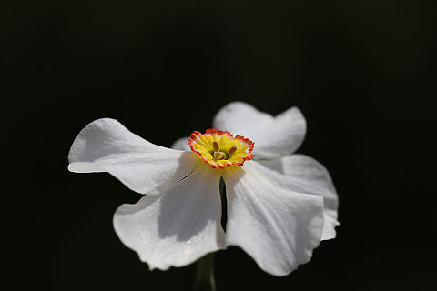 Poet's Narcissus (Narcissus poeticus) CULTIVATED.
In a backyard habitat.
https://www.jungledragon.com/image/77249/poets_narcissus_narcissus_poeticus.html Geotagged,Narcissus poeticus,Poets Daffodil,Spring,United States