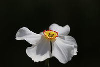Poet's Narcissus (Narcissus poeticus) CULTIVATED.<br />
In a backyard habitat.<br />
https://www.jungledragon.com/image/77249/poets_narcissus_narcissus_poeticus.html Geotagged,Narcissus poeticus,Poets Daffodil,Spring,United States