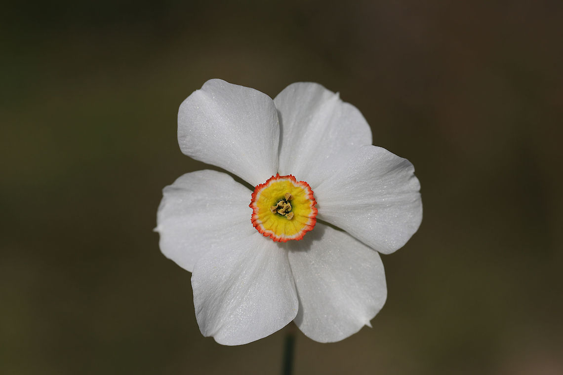 Poet's Narcissus (Narcissus poeticus) CULTIVATED.<br />
In a backyard habitat.<br />
<figure class="photo"><a href="https://www.jungledragon.com/image/77248/poets_narcissus_narcissus_poeticus.html" title="Poet's Narcissus (Narcissus poeticus)"><img src="https://s3.amazonaws.com/media.jungledragon.com/images/3231/77248_thumb.jpg?AWSAccessKeyId=05GMT0V3GWVNE7GGM1R2&Expires=1770854410&Signature=lx5re6ubIN1oMRv1SwwcQG7vcjA%3D" width="200" height="134" alt="Poet's Narcissus (Narcissus poeticus) CULTIVATED.<br />
In a backyard habitat.<br />
https://www.jungledragon.com/image/77249/poets_narcissus_narcissus_poeticus.html Geotagged,Narcissus poeticus,Poets Daffodil,Spring,United States" /></a></figure> Geotagged,Narcissus poeticus,Poets Daffodil,Spring,United States