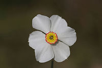 Poet's Narcissus (Narcissus poeticus) CULTIVATED.<br />
In a backyard habitat.<br />
https://www.jungledragon.com/image/77248/poets_narcissus_narcissus_poeticus.html Geotagged,Narcissus poeticus,Poets Daffodil,Spring,United States