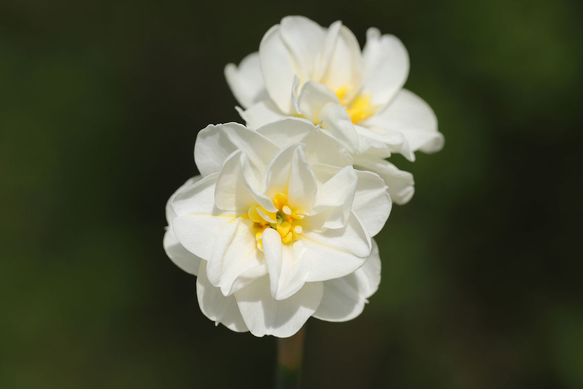 Double Daffodil / Cheerful Daffodil (Narcissus tazetta "Cheerfulness") CULTIVATED/INTRODUCED. A backyard habitat.<br />
<figure class="photo"><a href="https://www.jungledragon.com/image/77252/double_daffodil_cheerful_daffodil_narcissus_tazetta_cheerfulness.html" title="Double Daffodil / Cheerful Daffodil (Narcissus tazetta &quot;Cheerfulness&quot;)"><img src="https://s3.amazonaws.com/media.jungledragon.com/images/3231/77252_thumb.jpg?AWSAccessKeyId=05GMT0V3GWVNE7GGM1R2&Expires=1759968010&Signature=jt7KkqdtTssHxAdQQAOtTsnVfkM%3D" width="200" height="134" alt="Double Daffodil / Cheerful Daffodil (Narcissus tazetta &quot;Cheerfulness&quot;) CULTIVATED/INTRODUCED. A backyard habitat.<br />
https://www.jungledragon.com/image/77250/double_daffodil_cheerful_daffodil_narcissus_tazetta_cheerfulness.html<br />
https://www.jungledragon.com/image/77251/double_daffodil_cheerful_daffodil_narcissus_tazetta_cheerfulness.html Geotagged,Narcissus tazetta,Spring,United States" /></a></figure><br />
<figure class="photo"><a href="https://www.jungledragon.com/image/77251/double_daffodil_cheerful_daffodil_narcissus_tazetta_cheerfulness.html" title="Double Daffodil / Cheerful Daffodil (Narcissus tazetta &quot;Cheerfulness&quot;)"><img src="https://s3.amazonaws.com/media.jungledragon.com/images/3231/77251_thumb.jpg?AWSAccessKeyId=05GMT0V3GWVNE7GGM1R2&Expires=1759968010&Signature=5ywVKMonC2J9sGKxlhZnzDpRQcI%3D" width="200" height="134" alt="Double Daffodil / Cheerful Daffodil (Narcissus tazetta &quot;Cheerfulness&quot;) CULTIVATED/INTRODUCED. A backyard habitat.<br />
https://www.jungledragon.com/image/77252/double_daffodil_cheerful_daffodil_narcissus_tazetta_cheerfulness.html<br />
https://www.jungledragon.com/image/77250/double_daffodil_cheerful_daffodil_narcissus_tazetta_cheerfulness.html Geotagged,Narcissus tazetta,Spring,United States" /></a></figure> Geotagged,Narcissus tazetta,Spring,United States