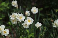 Double Daffodil / Cheerful Daffodil (Narcissus tazetta "Cheerfulness") CULTIVATED/INTRODUCED. A backyard habitat.<br />
https://www.jungledragon.com/image/77252/double_daffodil_cheerful_daffodil_narcissus_tazetta_cheerfulness.html<br />
https://www.jungledragon.com/image/77250/double_daffodil_cheerful_daffodil_narcissus_tazetta_cheerfulness.html Geotagged,Narcissus tazetta,Spring,United States
