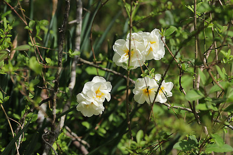 Double Daffodil / Cheerful Daffodil (Narcissus tazetta "Cheerfulness") CULTIVATED/INTRODUCED. A backyard habitat.
https://www.jungledragon.com/image/77250/double_daffodil_cheerful_daffodil_narcissus_tazetta_cheerfulness.html
https://www.jungledragon.com/image/77251/double_daffodil_cheerful_daffodil_narcissus_tazetta_cheerfulness.html Geotagged,Narcissus tazetta,Spring,United States