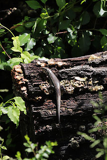Broad-headed Skink (Plestiodon laticeps) Large skink (almost 9 inches long) resting on an old, rotting oak stump at a forest/meadow edge. It ran off before I could get any closer shots!

https://www.jungledragon.com/image/77466/common_five-lined_skink_plestiodon_fasciatus.html Broad-headed skink,Common Five-lined Skink,Geotagged,Plestiodon fasciatus,Plestiodon laticeps,Spring,United States