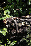 Broad-headed Skink (Plestiodon laticeps) Large skink (almost 9 inches long) resting on an old, rotting oak stump at a forest/meadow edge. It ran off before I could get any closer shots!<br />
<br />
https://www.jungledragon.com/image/77466/common_five-lined_skink_plestiodon_fasciatus.html Broad-headed skink,Common Five-lined Skink,Geotagged,Plestiodon fasciatus,Plestiodon laticeps,Spring,United States