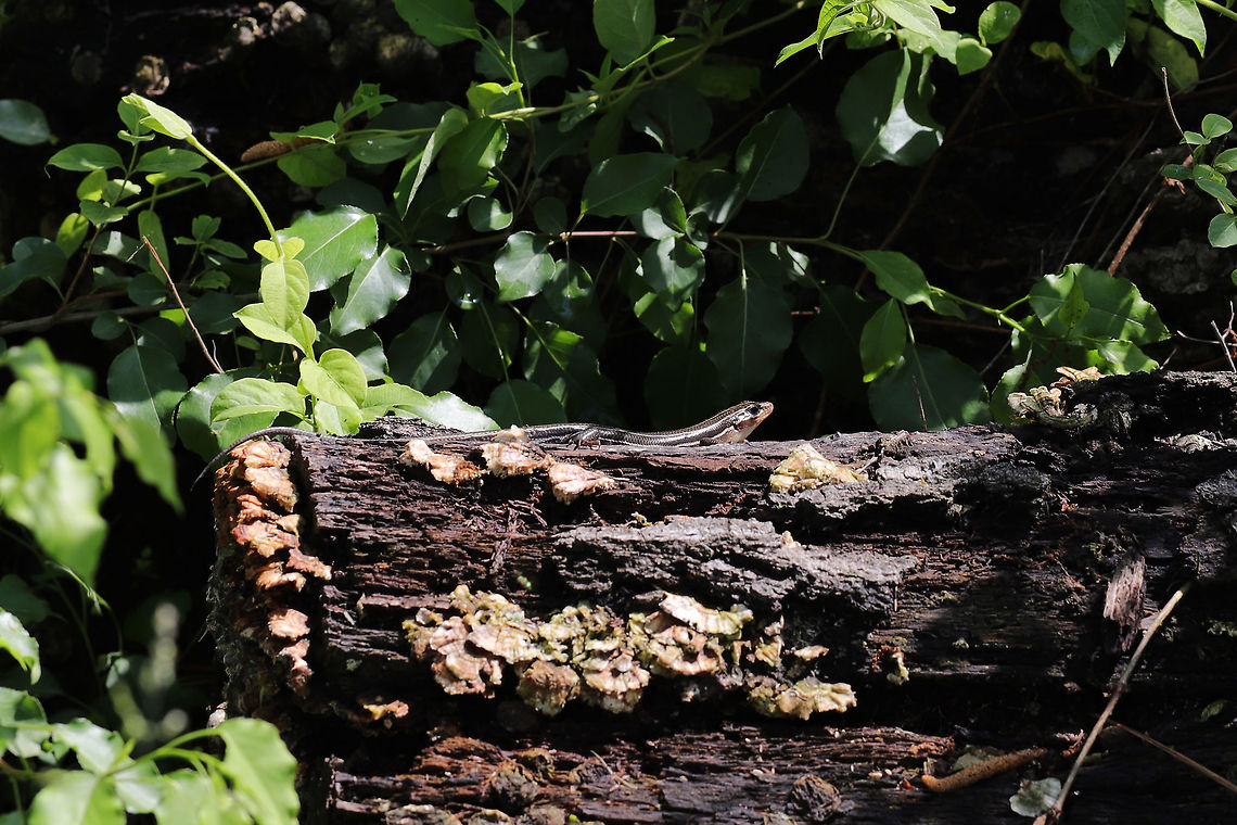 Broad-headed Skink (Plestiodon laticeps) Large skink (almost 9 inches long) resting on an old, rotting oak stump at a forest/meadow edge. It ran off before I could get any closer shots!<br />
<br />
<figure class="photo"><a href="https://www.jungledragon.com/image/77465/broad-headed_skink_plestiodon_laticeps.html" title="Broad-headed Skink (Plestiodon laticeps)"><img src="https://s3.amazonaws.com/media.jungledragon.com/images/3231/77465_thumb.jpg?AWSAccessKeyId=05GMT0V3GWVNE7GGM1R2&Expires=1759968010&Signature=oHQUh8Nh3XfhwRQK6sMVRJRI8QE%3D" width="102" height="152" alt="Broad-headed Skink (Plestiodon laticeps) Large skink (almost 9 inches long) resting on an old, rotting oak stump at a forest/meadow edge. It ran off before I could get any closer shots!<br />
<br />
https://www.jungledragon.com/image/77466/common_five-lined_skink_plestiodon_fasciatus.html Broad-headed skink,Common Five-lined Skink,Geotagged,Plestiodon fasciatus,Plestiodon laticeps,Spring,United States" /></a></figure> Common Five-lined Skink,Geotagged,Plestiodon fasciatus,Plestiodon laticeps,Spring,United States,broad-headed skink