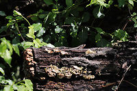 Broad-headed Skink (Plestiodon laticeps) Large skink (almost 9 inches long) resting on an old, rotting oak stump at a forest/meadow edge. It ran off before I could get any closer shots!<br />
<br />
https://www.jungledragon.com/image/77465/common_five-lined_skink_plestiodon_fasciatus_.html Common Five-lined Skink,Geotagged,Plestiodon fasciatus,Plestiodon laticeps,Spring,United States,broad-headed skink