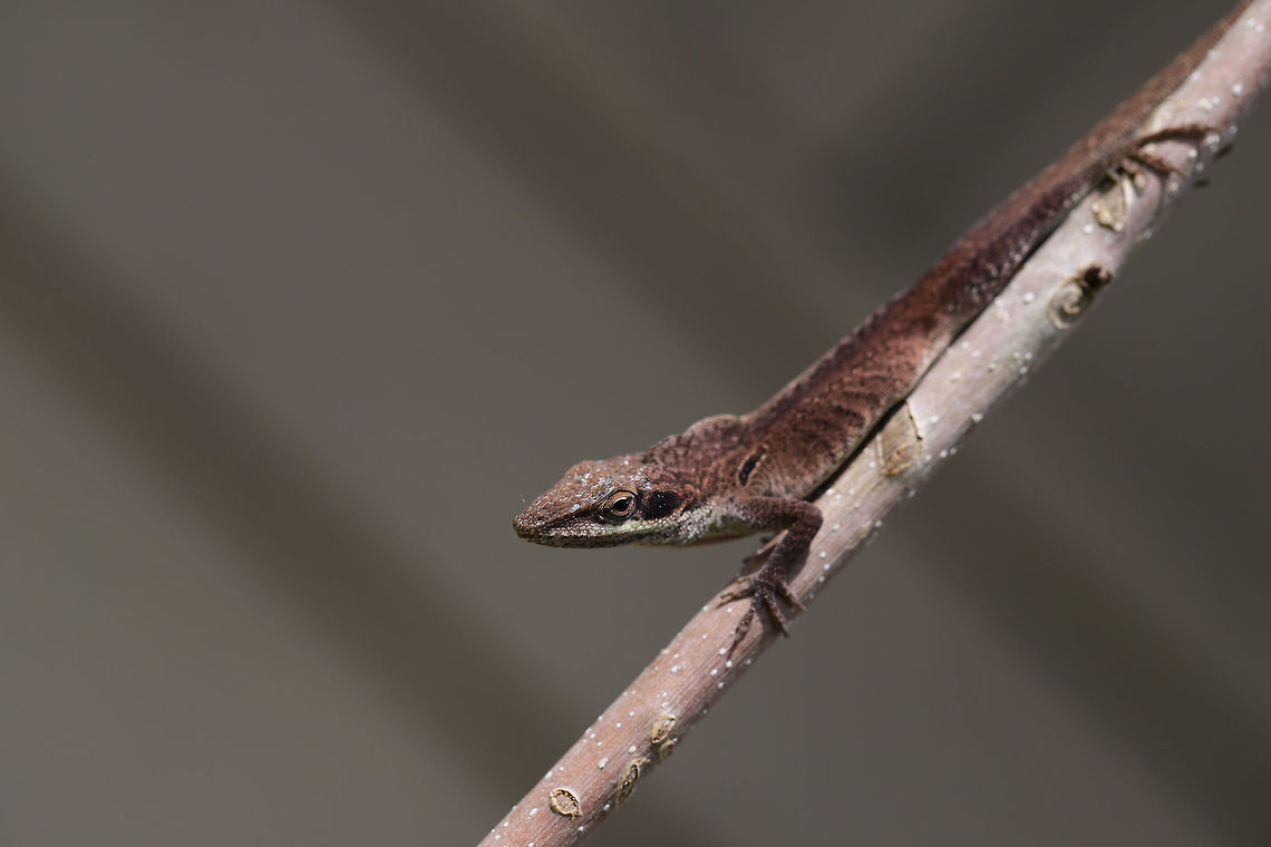Carolina Anole (Anolis carolinensis) Doing some acrobatic basking on a sapling in a backyard habitat. <br />
<figure class="photo"><a href="https://www.jungledragon.com/image/77471/carolina_anole_anolis_carolinensis.html" title="Carolina Anole (Anolis carolinensis)"><img src="https://s3.amazonaws.com/media.jungledragon.com/images/3231/77471_thumb.jpg?AWSAccessKeyId=05GMT0V3GWVNE7GGM1R2&Expires=1767225610&Signature=KmXAC%2FNrL8AGaJbtfe7J8WUWhp0%3D" width="200" height="134" alt="Carolina Anole (Anolis carolinensis) Doing some acrobatic basking on a sapling in a backyard habitat.<br />
https://www.jungledragon.com/image/77472/carolina_anole_anolis_carolinensis.html Anolis carolinensis,Carolina anole,Geotagged,Spring,United States" /></a></figure> Anolis carolinensis,Carolina anole,Geotagged,Spring,United States