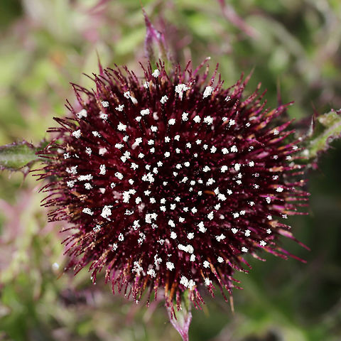 Horrid Thistle (Cirsium horridulum) NATIVE. This is definitely one of my favorite native flowers, and I don't think it gets nearly enough attention. Its defensive spikes can be quite painful if touched, but this plant is a pollinator favorite! Not only is it a host plant to The Painted Lady (Vanessa cardui) and The Little Metalmark (Calephelis virginiensis), but it attracts many other pollinators!

Growing in my overgrown backyard habitat/field. 

https://www.jungledragon.com/image/77475/horrid_thistle_cirsium_horridulum.html Bristly thistle,Cirsium horridulum,Geotagged,Spring,United States