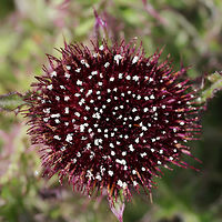 Horrid Thistle (Cirsium horridulum) NATIVE. This is definitely one of my favorite native flowers, and I don't think it gets nearly enough attention. Its defensive spikes can be quite painful if touched, but this plant is a pollinator favorite! Not only is it a host plant to The Painted Lady (Vanessa cardui) and The Little Metalmark (Calephelis virginiensis), but it attracts many other pollinators!<br />
<br />
Growing in my overgrown backyard habitat/field. <br />
<br />
https://www.jungledragon.com/image/77475/horrid_thistle_cirsium_horridulum.html Bristly thistle,Cirsium horridulum,Geotagged,Spring,United States