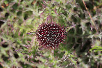 Horrid Thistle (Cirsium horridulum) NATIVE. This is definitely one of my favorite native flowers, and I don't think it gets nearly enough attention. Its defensive spikes can be quite painful if touched, but this plant is a pollinator favorite! Not only is it a host plant to The Painted Lady (Vanessa cardui) and The Little Metalmark (Calephelis virginiensis), but it attracts many other pollinators!<br />
<br />
Growing in my overgrown backyard habitat/field.<br />
https://www.jungledragon.com/image/77474/horrid_thistle_cirsium_horridulum.html Bristly thistle,Cirsium horridulum,Geotagged,Spring,United States