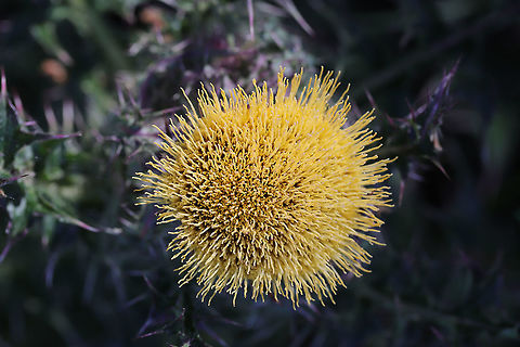 Horrid Thistle (Cirsium horridulum) - Pale Yellow variant This is definitely one of my favorite native flowers, and I don't think it gets nearly enough attention. Its defensive spikes can be quite painful if touched, but this plant is a pollinator favorite! Not only is it a host plant to The Painted Lady (Vanessa cardui) and The Little Metalmark (Calephelis virginiensis), but it attracts many other pollinators!

Growing at a wetland edge.
https://www.jungledragon.com/image/77552/horrid_thistle_cirsium_horridulum_-_pale_yellow_variant.html Bristly thistle,Cirsium horridulum,Geotagged,Spring,United States