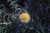 Horrid Thistle (Cirsium horridulum) - Pale Yellow variant This is definitely one of my favorite native flowers, and I don't think it gets nearly enough attention. Its defensive spikes can be quite painful if touched, but this plant is a pollinator favorite! Not only is it a host plant to The Painted Lady (Vanessa cardui) and The Little Metalmark (Calephelis virginiensis), but it attracts many other pollinators!<br />
<br />
Growing at a wetland edge. <br />
https://www.jungledragon.com/image/77550/horrid_thistle_cirsium_horridulum_-_pale_yellow_variant.html Bristly thistle,Cirsium horridulum,Geotagged,Spring,United States