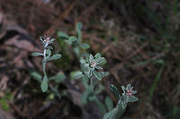 Pennsylvania Everlasting (Gamochaeta pensylvanica) Growing on a dirt path under mostly pines. Not 100 percent sure of ID. Checking with experts!<br />
https://www.jungledragon.com/image/77554/pennsylvania_everlasting_gamochaeta_pensylvanica.html Gamochaeta pensylvanica,Geotagged,Spring,United States