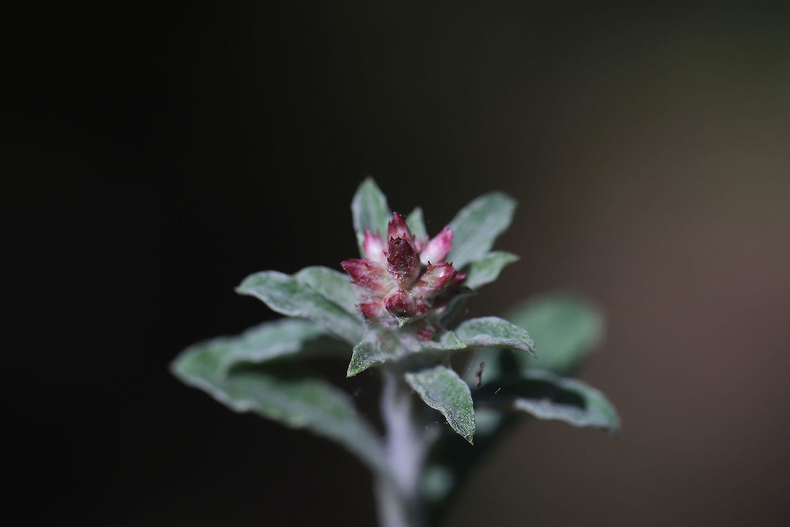 Pennsylvania Everlasting (Gamochaeta pensylvanica) Growing on a dirt path under mostly pines. Not 100 percent sure of ID. Checking with experts!<br />
<figure class="photo"><a href="https://www.jungledragon.com/image/77553/pennsylvania_everlasting_gamochaeta_pensylvanica.html" title="Pennsylvania Everlasting (Gamochaeta pensylvanica)"><img src="https://s3.amazonaws.com/media.jungledragon.com/images/3231/77553_thumb.jpg?AWSAccessKeyId=05GMT0V3GWVNE7GGM1R2&Expires=1759968010&Signature=kvSOt1fqWEDAt70QqkEZmHtCGoM%3D" width="200" height="134" alt="Pennsylvania Everlasting (Gamochaeta pensylvanica) Growing on a dirt path under mostly pines. Not 100 percent sure of ID. Checking with experts!<br />
https://www.jungledragon.com/image/77554/pennsylvania_everlasting_gamochaeta_pensylvanica.html Gamochaeta pensylvanica,Geotagged,Spring,United States" /></a></figure> Gamochaeta pensylvanica,Geotagged,Spring,United States