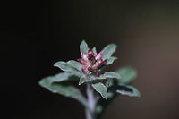 Pennsylvania Everlasting (Gamochaeta pensylvanica) Growing on a dirt path under mostly pines. Not 100 percent sure of ID. Checking with experts!<br />
https://www.jungledragon.com/image/77553/pennsylvania_everlasting_gamochaeta_pensylvanica.html Gamochaeta pensylvanica,Geotagged,Spring,United States