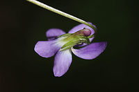 Arrowleaf Violet (Viola sagittata) Growing along a woodland path.<br />
https://www.jungledragon.com/image/77556/arrowleaf_violet_viola_sagittata.html Geotagged,Spring,United States,Viola  sagittata,Viola sagittata