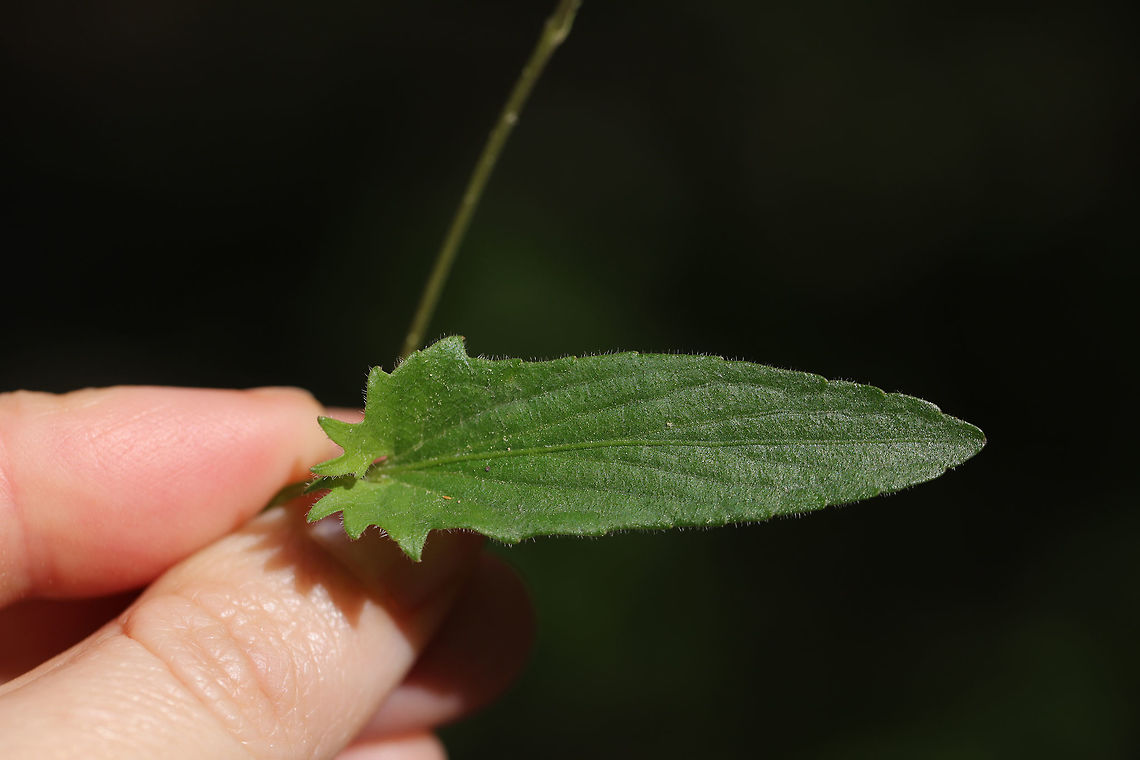 Arrowleaf Violet (Viola sagittata) Growing along a woodland path. <br />
<figure class="photo"><a href="https://www.jungledragon.com/image/77555/arrowleaf_violet_viola_sagittata.html" title="Arrowleaf Violet (Viola sagittata)"><img src="https://s3.amazonaws.com/media.jungledragon.com/images/3231/77555_thumb.jpg?AWSAccessKeyId=05GMT0V3GWVNE7GGM1R2&Expires=1770854410&Signature=QBTDCWljaIjY%2BTNoFY1hd%2FZWd34%3D" width="200" height="134" alt="Arrowleaf Violet (Viola sagittata) Growing along a woodland path.<br />
https://www.jungledragon.com/image/77556/arrowleaf_violet_viola_sagittata.html Geotagged,Spring,United States,Viola  sagittata,Viola sagittata" /></a></figure> Geotagged,Spring,United States,Viola  sagittata,Viola sagittata