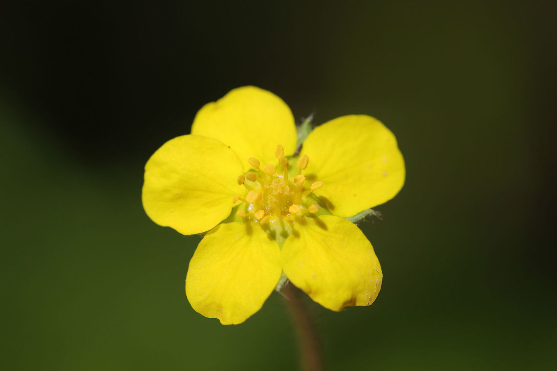 Common cinquefoil (Potentilla simplex) Growing along a woodland trail.<br />
Terminal leaflet toothed for &gt; &frac12; its length; plant flowering at 2nd node of stolon. Creeping cinquefoil,Geotagged,Potentilla reptans,Potentilla simplex,Spring,United States