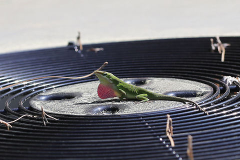 Carolina Anole (Anolis carolinensis) ♂ Doing "pushups" and showing off his beautiful dewlap. He didn't want me getting close, so the picture quality isn't so great!

Male Carolina anoles display their bright red/pink dewlaps both to attract females and to establishing territory (telling other males that its territory has been breached). Anolis carolinensis,Carolina anole,Geotagged,Spring,United States