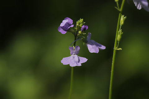 Blue Toadflax (Nuttallanthus canadensis) Along a trail near a wetland habitat. 
https://www.jungledragon.com/image/77569/blue_toadflax_nuttallanthus_canadensis.html Blue toadflax,Geotagged,Nuttallanthus canadensis,Spring,United States
