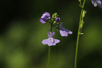 Blue Toadflax (Nuttallanthus canadensis) Along a trail near a wetland habitat. <br />
https://www.jungledragon.com/image/77569/blue_toadflax_nuttallanthus_canadensis.html Blue toadflax,Geotagged,Nuttallanthus canadensis,Spring,United States