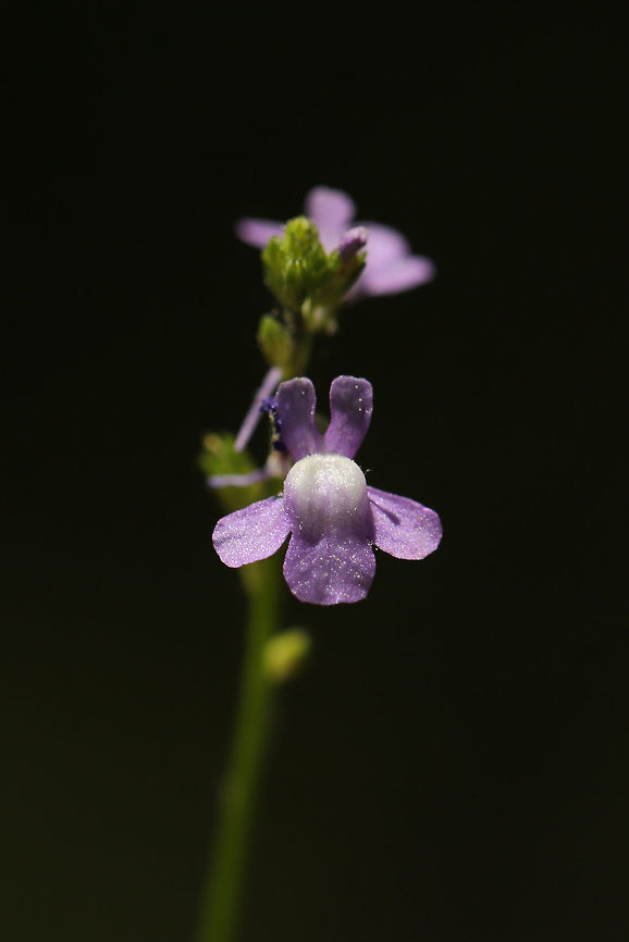 Blue Toadflax (Nuttallanthus canadensis) Along a trail near a wetland habitat.<br />
<figure class="photo"><a href="https://www.jungledragon.com/image/77568/blue_toadflax_nuttallanthus_canadensis.html" title="Blue Toadflax (Nuttallanthus canadensis)"><img src="https://s3.amazonaws.com/media.jungledragon.com/images/3231/77568_thumb.jpg?AWSAccessKeyId=05GMT0V3GWVNE7GGM1R2&Expires=1759968010&Signature=QnU6pirM2c00CgF4162%2Fw1mSvvU%3D" width="200" height="134" alt="Blue Toadflax (Nuttallanthus canadensis) Along a trail near a wetland habitat. <br />
https://www.jungledragon.com/image/77569/blue_toadflax_nuttallanthus_canadensis.html Blue toadflax,Geotagged,Nuttallanthus canadensis,Spring,United States" /></a></figure> Blue toadflax,Geotagged,Nuttallanthus canadensis,Spring,United States