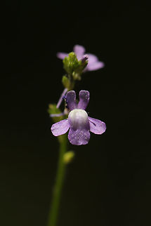 Blue Toadflax (Nuttallanthus canadensis) Along a trail near a wetland habitat.
https://www.jungledragon.com/image/77568/blue_toadflax_nuttallanthus_canadensis.html Blue toadflax,Geotagged,Nuttallanthus canadensis,Spring,United States