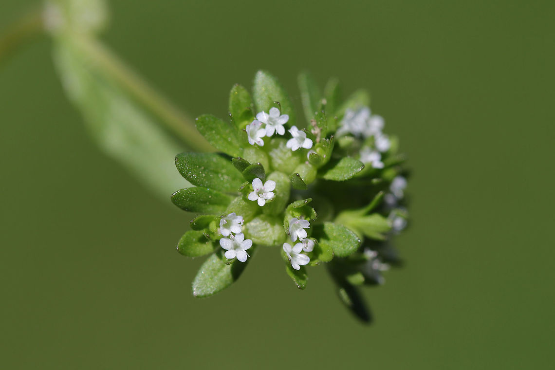 Cornsalad (Valerianella locusta) Growing on a trail at a wetland edge. Corn salad,Geotagged,Spring,United States,Valerianella locusta
