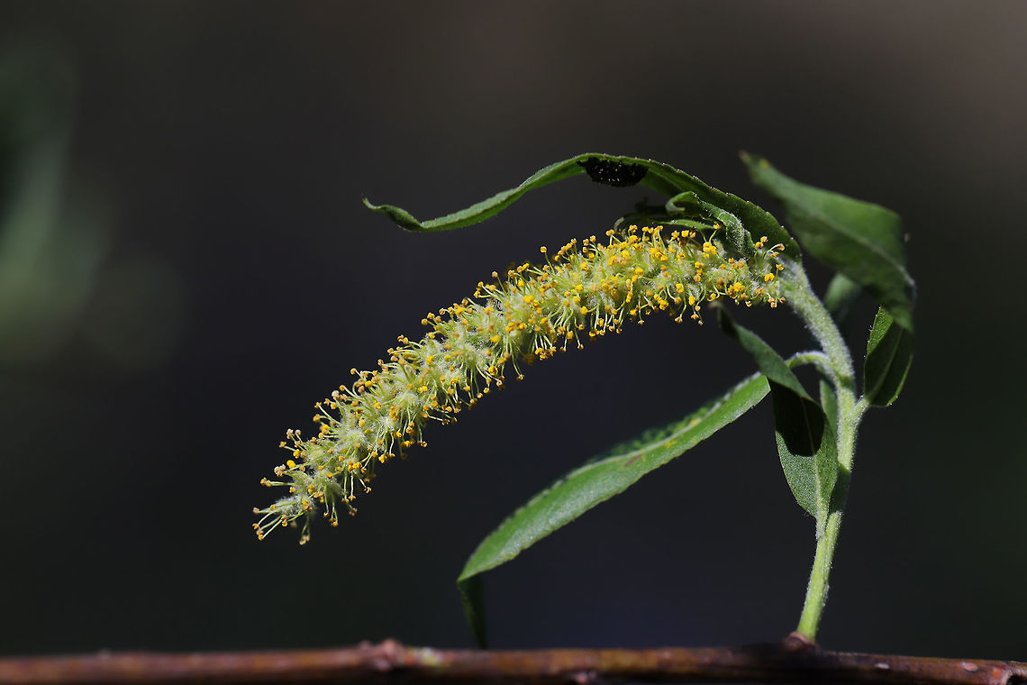 Black Willow (Salix nigra) Growing at the edge of a pond in a wetland. Geotagged,Salix nigra,Spring,United States