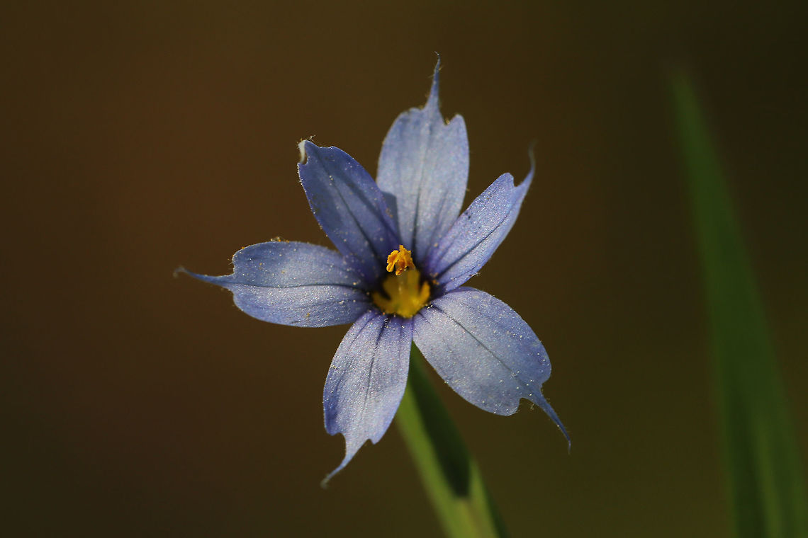 Narrow-Leaf Blue-Eyed Grass (Sisyrinchium angustifolium) Growing at the edge of a wetland habitat. Geotagged,Narrow-leaf blue-eyed-grass,Sisyrinchium angustifolium,Spring,United States