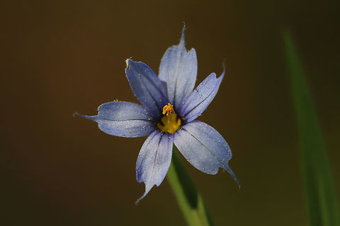 Narrow-Leaf Blue-Eyed Grass (Sisyrinchium angustifolium) Growing at the edge of a wetland habitat. Geotagged,Narrow-leaf blue-eyed-grass,Sisyrinchium angustifolium,Spring,United States