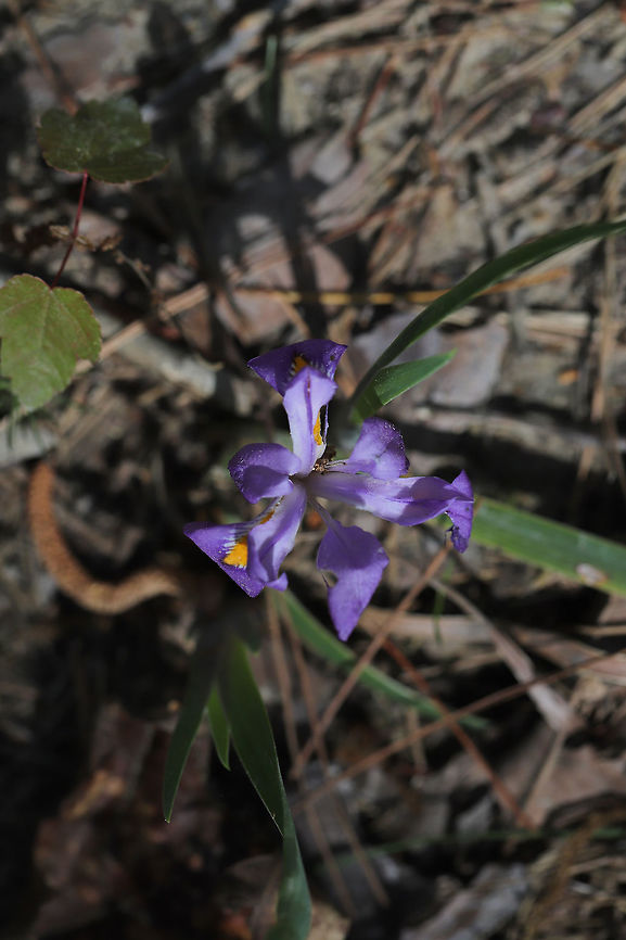 Dwarf Violet Iris (Iris verna var. smalliana) Tentative ID. Iris with uncrested sepals. Growing on a dry woodland (mostly pine) trail).<br />
<figure class="photo"><a href="https://www.jungledragon.com/image/77879/dwarf_violet_iris_iris_verna_var._smalliana.html" title="Dwarf Violet Iris (Iris verna var. smalliana)"><img src="https://s3.amazonaws.com/media.jungledragon.com/images/3231/77879_thumb.jpg?AWSAccessKeyId=05GMT0V3GWVNE7GGM1R2&Expires=1759968010&Signature=C1UuxmFTOv0rppG%2FoQpW7rdheD4%3D" width="102" height="152" alt="Dwarf Violet Iris (Iris verna var. smalliana) Tentative ID. Iris with uncrested sepals. Growing on a dry woodland (mostly pine) trail).<br />
https://www.jungledragon.com/image/77878/dwarf_violet_iris_iris_verna_var._smalliana.html Geotagged,Iris verna,Spring,United States" /></a></figure> Geotagged,Iris verna,Spring,United States