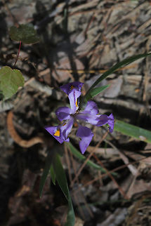 Dwarf Violet Iris (Iris verna var. smalliana) Tentative ID. Iris with uncrested sepals. Growing on a dry woodland (mostly pine) trail).
https://www.jungledragon.com/image/77879/dwarf_violet_iris_iris_verna_var._smalliana.html Geotagged,Iris verna,Spring,United States