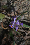 Dwarf Violet Iris (Iris verna var. smalliana) Tentative ID. Iris with uncrested sepals. Growing on a dry woodland (mostly pine) trail).<br />
https://www.jungledragon.com/image/77879/dwarf_violet_iris_iris_verna_var._smalliana.html Geotagged,Iris verna,Spring,United States